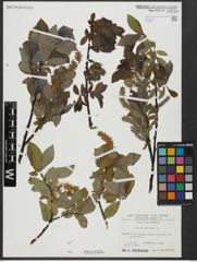 Foto von Salix hastata L.